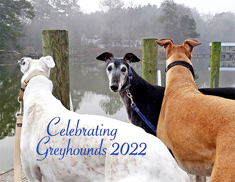 Greyhound Pet Adoption