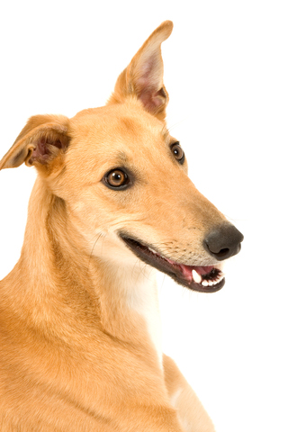 Greyhound Pet Adoption