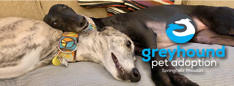 greyhound pets